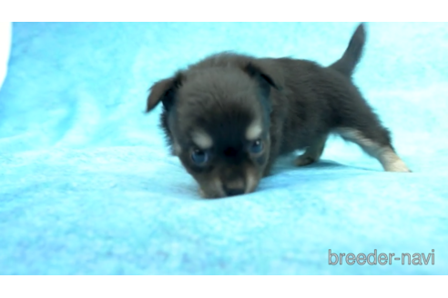 成約済の東京都のチワワ(ロングコート)-154174の4枚目